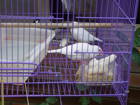 按此在新視窗瀏覽圖片