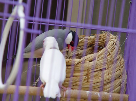 按此在新視窗瀏覽圖片