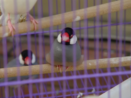 按此在新視窗瀏覽圖片