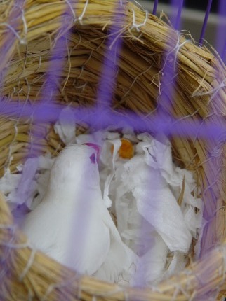 按此在新視窗瀏覽圖片