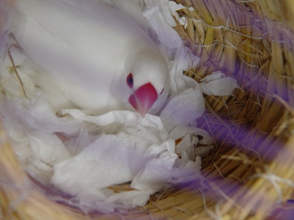 按此在新視窗瀏覽圖片