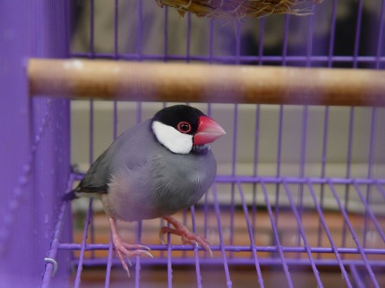 按此在新視窗瀏覽圖片