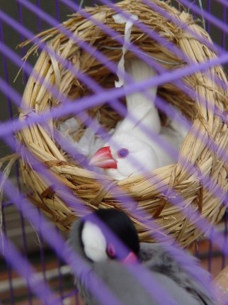 按此在新視窗瀏覽圖片