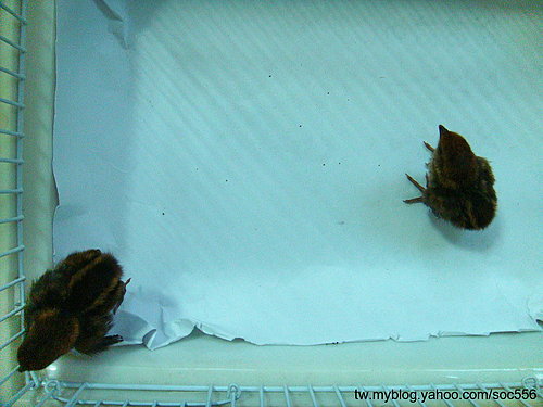 «ö¦¹¦b·sµøµ¡ÂsÄý¹Ï¤ù