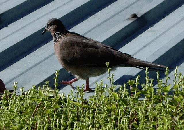 按此在新視窗瀏覽圖片