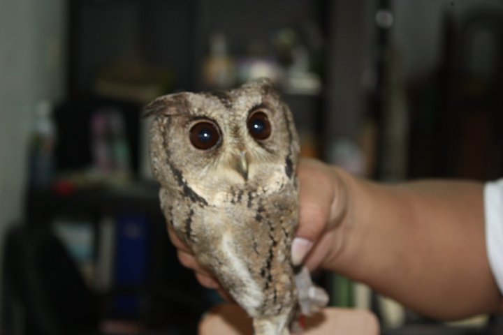 按此在新視窗瀏覽圖片