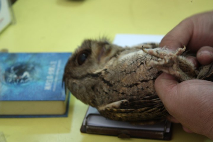 按此在新視窗瀏覽圖片