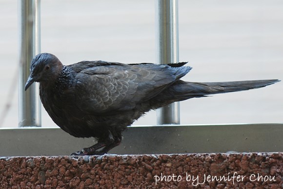 按此在新視窗瀏覽圖片