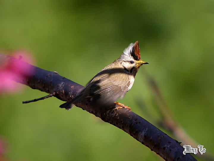 按此在新視窗瀏覽圖片
