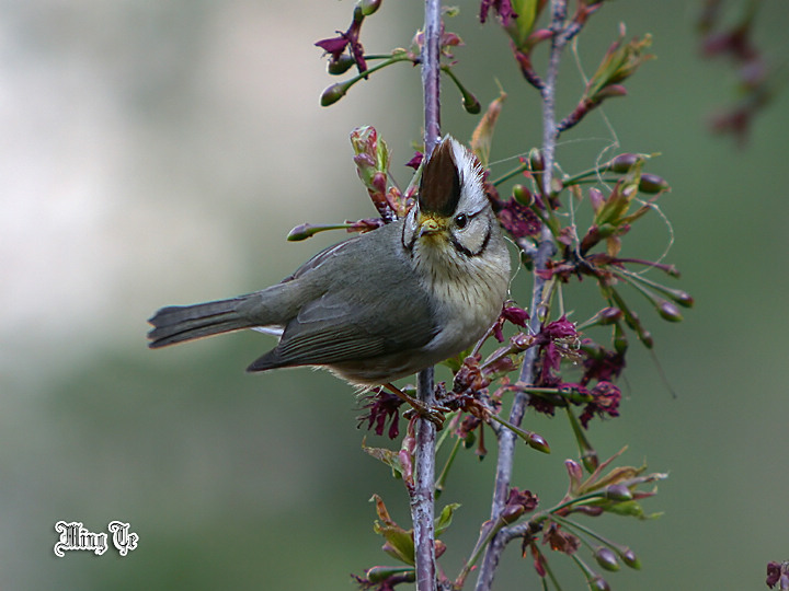 按此在新視窗瀏覽圖片