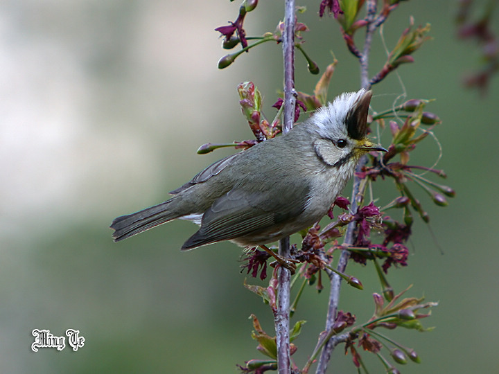 按此在新視窗瀏覽圖片