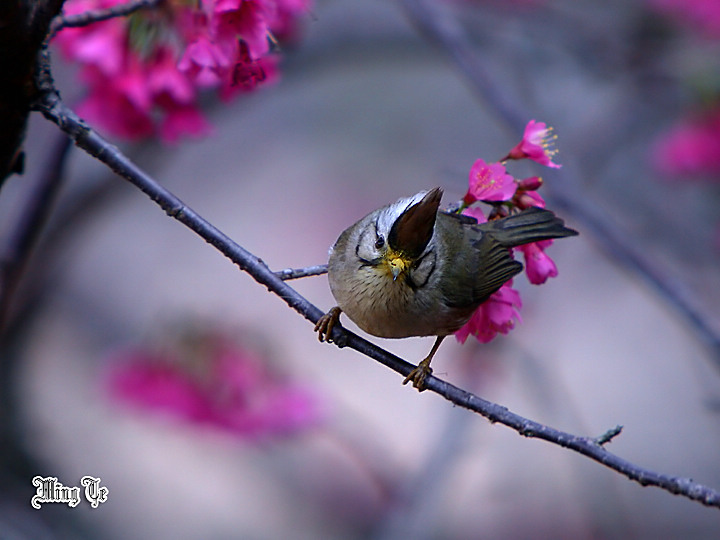 按此在新視窗瀏覽圖片