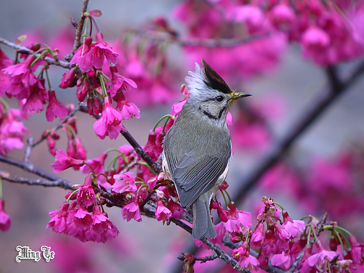 按此在新視窗瀏覽圖片