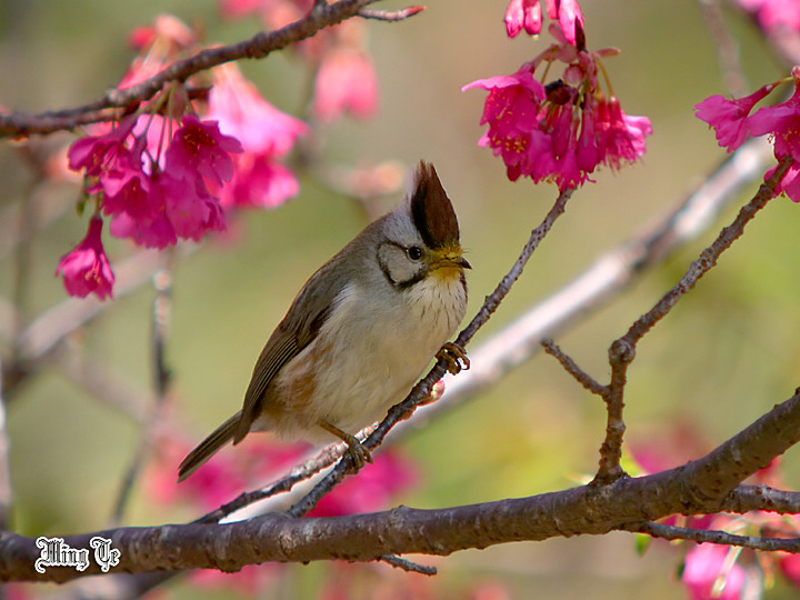 按此在新視窗瀏覽圖片