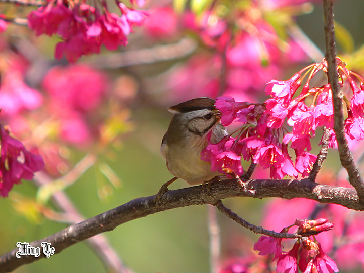按此在新視窗瀏覽圖片