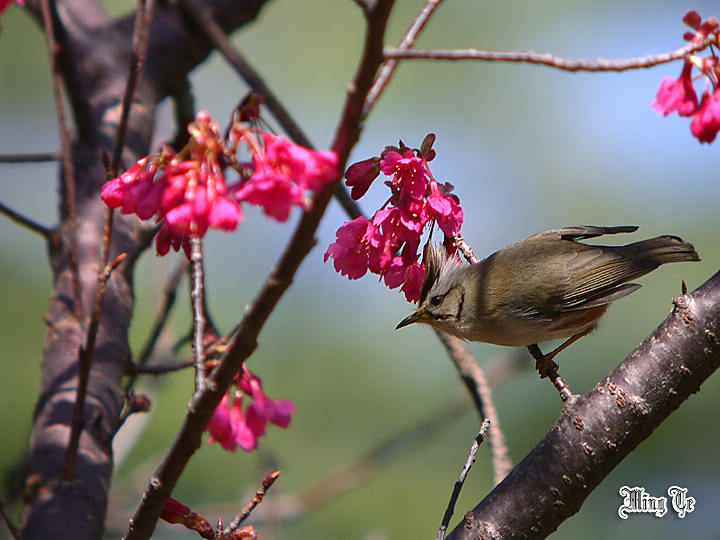 按此在新視窗瀏覽圖片
