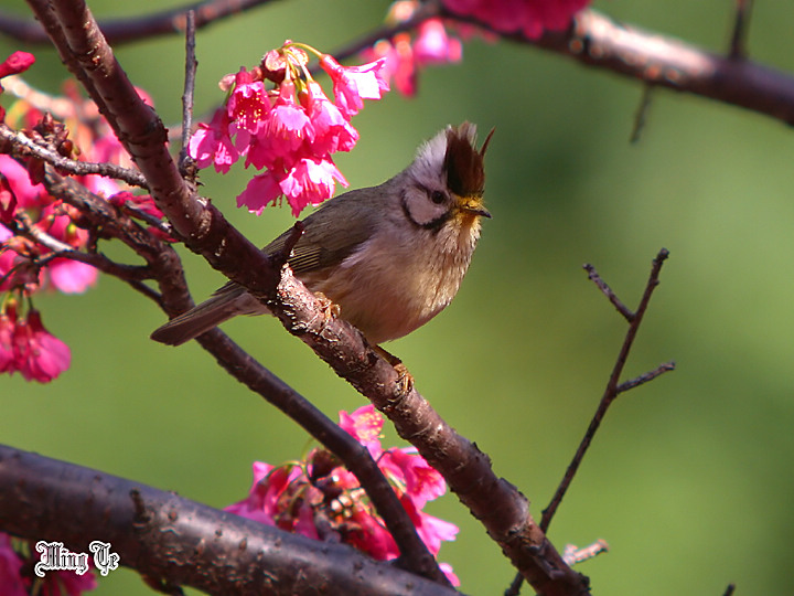 按此在新視窗瀏覽圖片