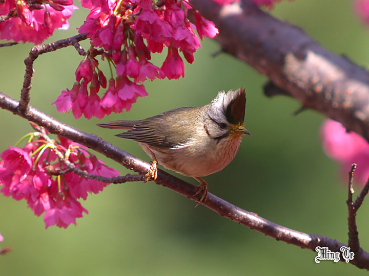 按此在新視窗瀏覽圖片