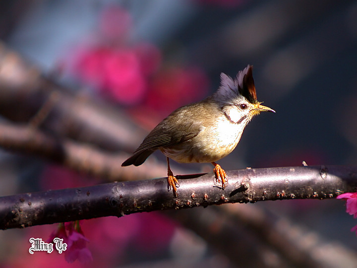 按此在新視窗瀏覽圖片