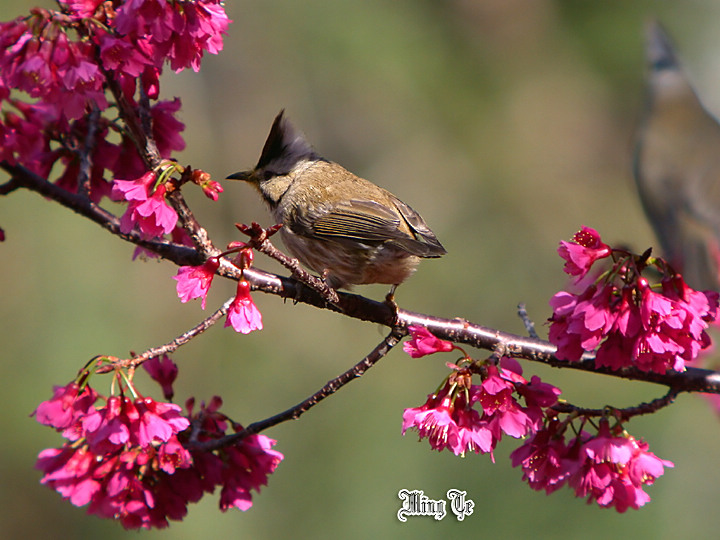 按此在新視窗瀏覽圖片