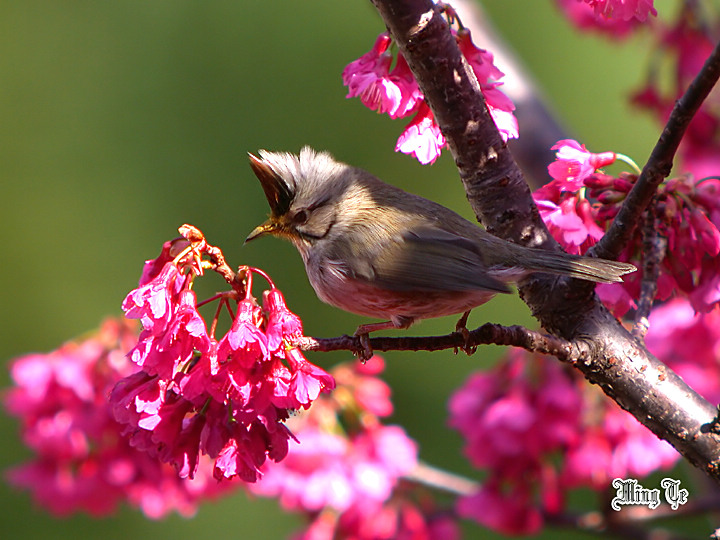按此在新視窗瀏覽圖片