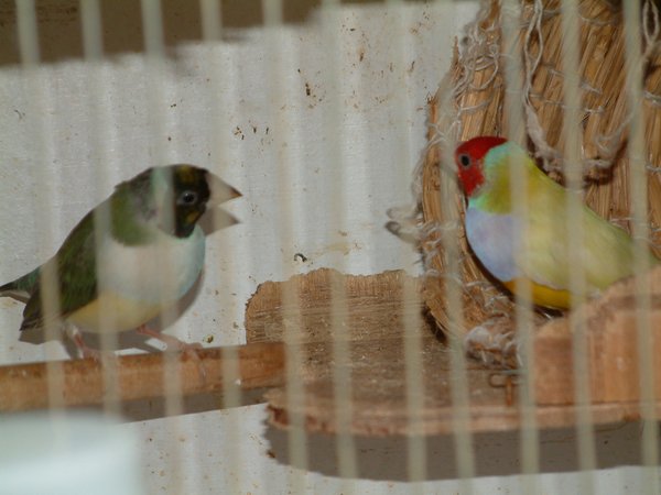 按此在新視窗瀏覽圖片