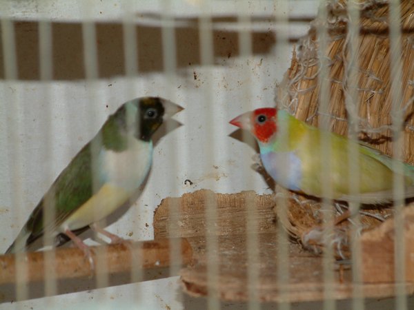 按此在新視窗瀏覽圖片