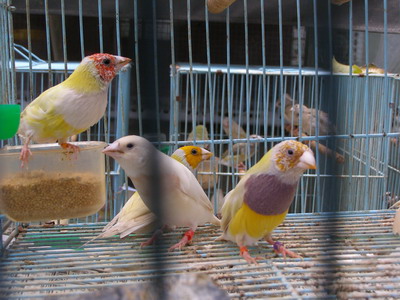 按此在新視窗瀏覽圖片