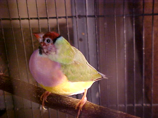 按此在新視窗瀏覽圖片