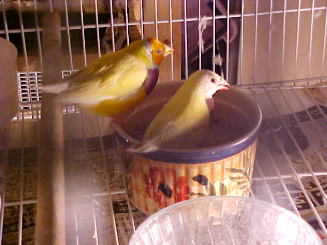 按此在新視窗瀏覽圖片