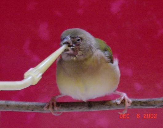 按此在新視窗瀏覽圖片