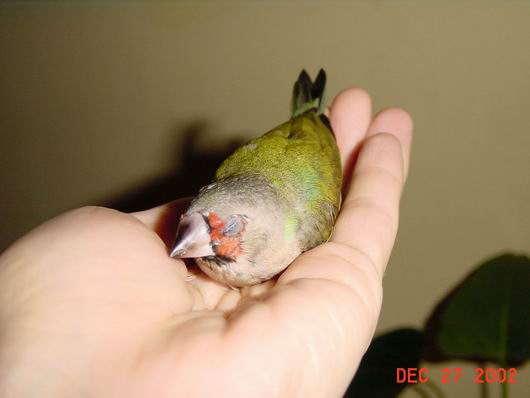 按此在新視窗瀏覽圖片