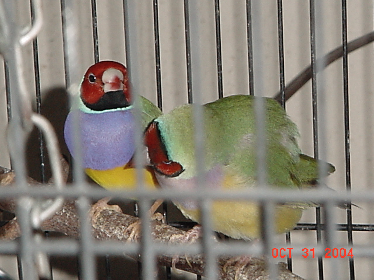 按此在新視窗瀏覽圖片