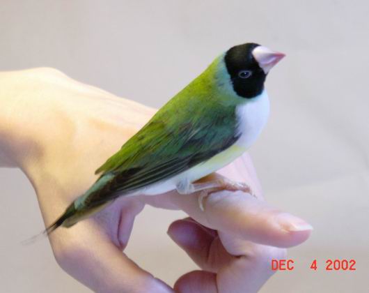 按此在新視窗瀏覽圖片