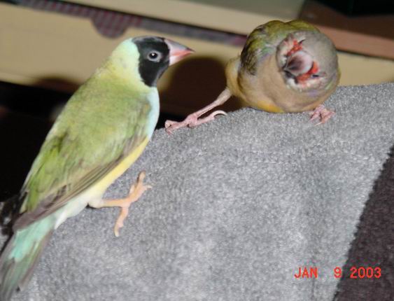 按此在新視窗瀏覽圖片