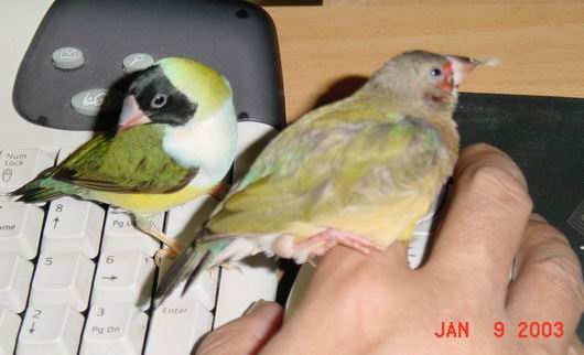 按此在新視窗瀏覽圖片