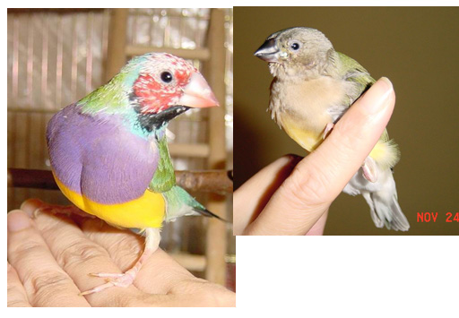 按此在新視窗瀏覽圖片