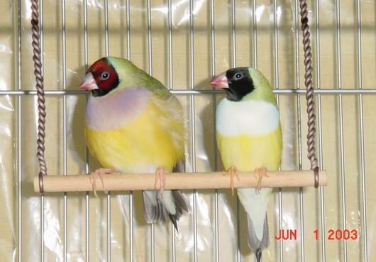 按此在新視窗瀏覽圖片