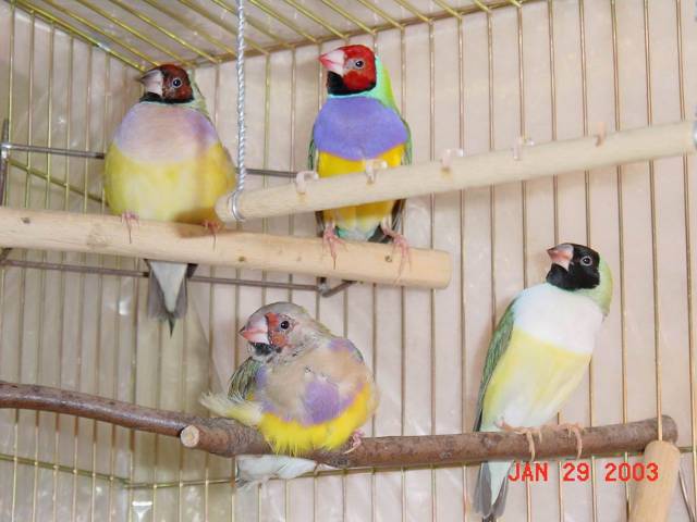 按此在新視窗瀏覽圖片