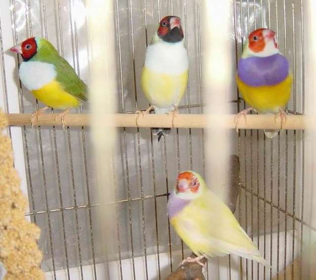 按此在新視窗瀏覽圖片