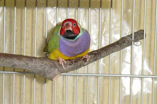 按此在新視窗瀏覽圖片