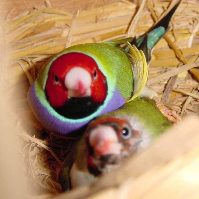 按此在新視窗瀏覽圖片