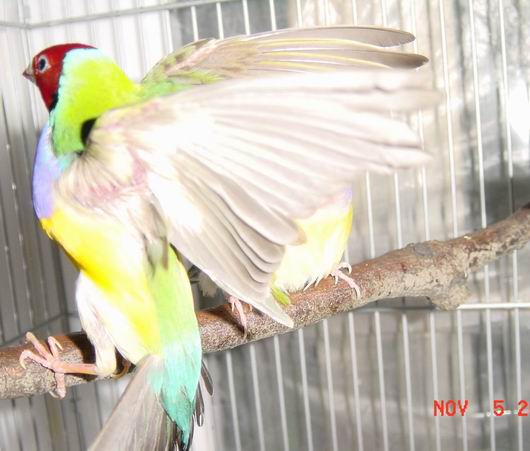 按此在新視窗瀏覽圖片