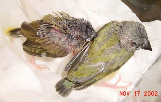 按此在新視窗瀏覽圖片