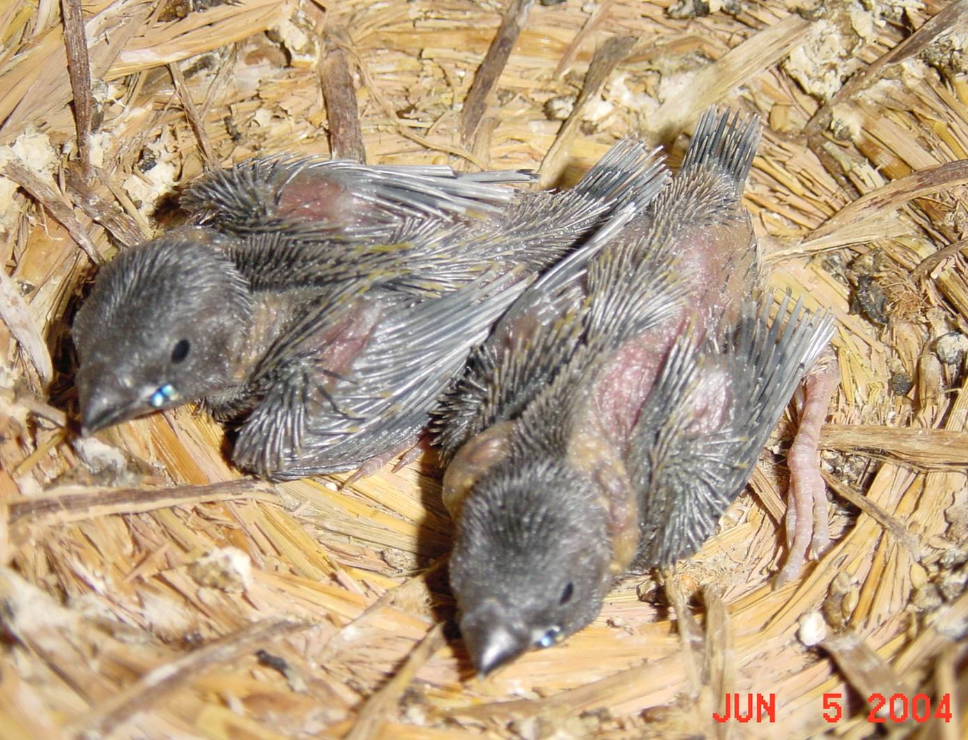 按此在新視窗瀏覽圖片