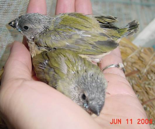 按此在新視窗瀏覽圖片