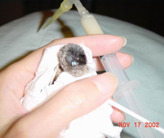 按此在新視窗瀏覽圖片