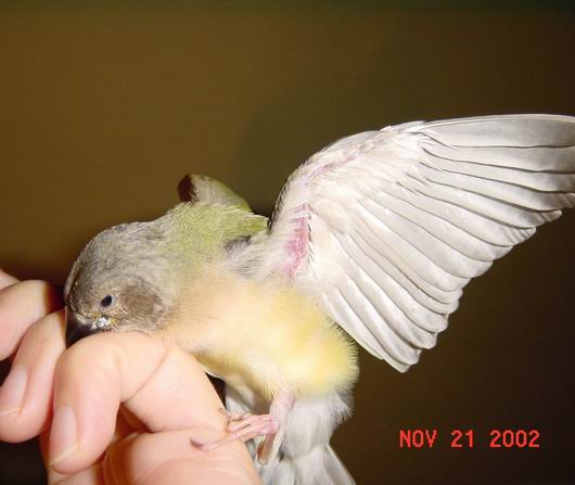 按此在新視窗瀏覽圖片