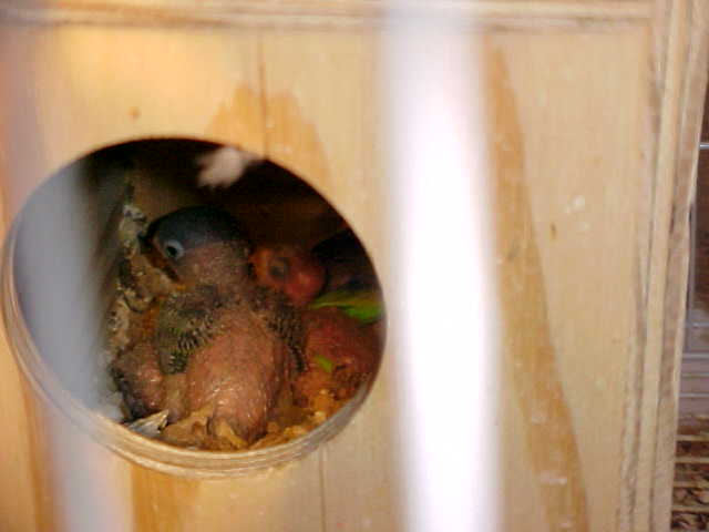 按此在新視窗瀏覽圖片