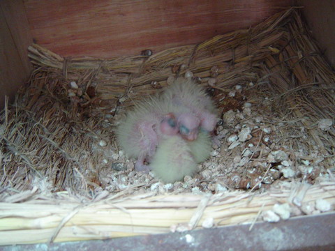 按此在新視窗瀏覽圖片